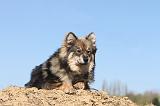 CHIEN FINNOIS DE LAPONIE 019